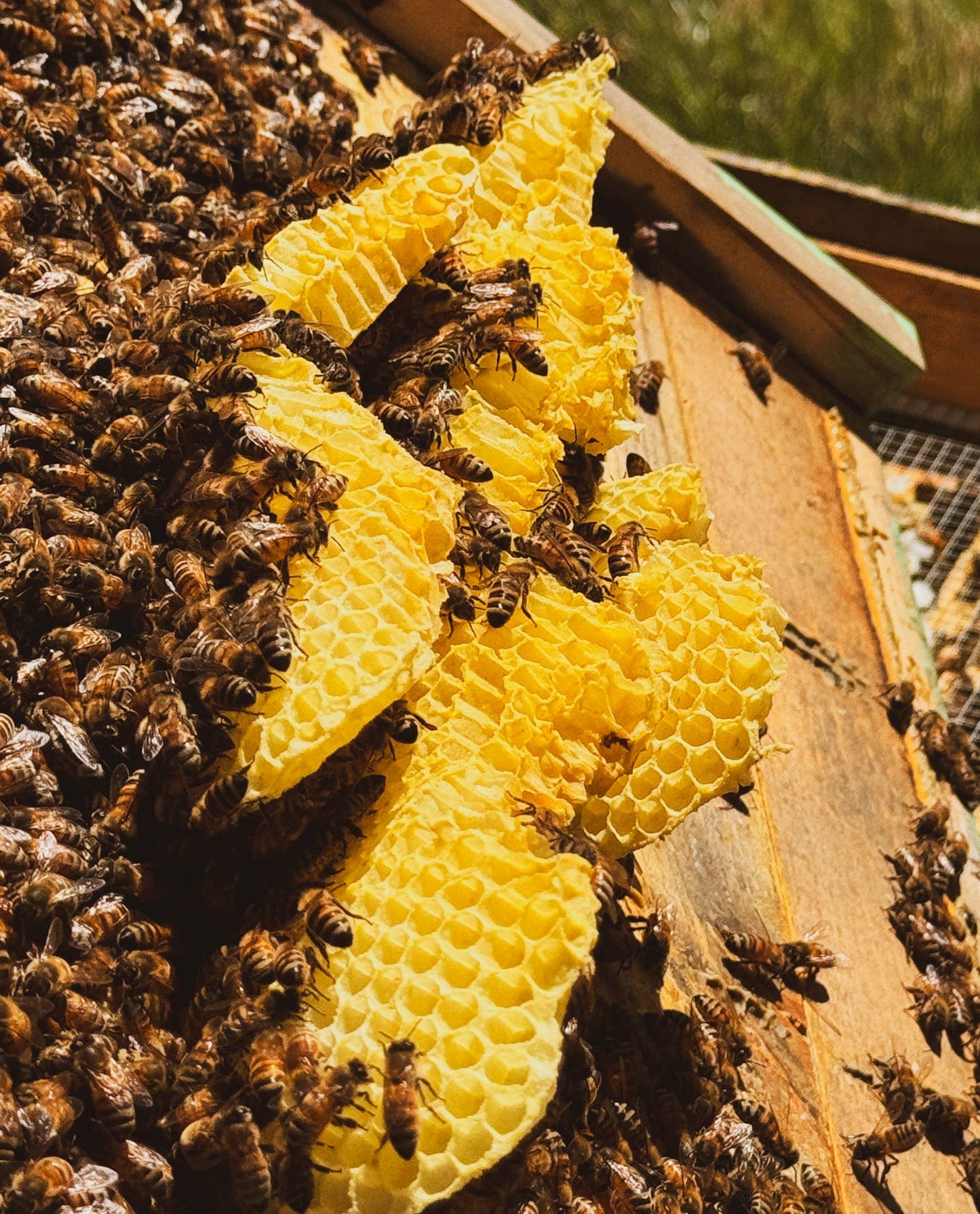 Solid Cologne - Ozark - Handmade with beeswax - NEW!