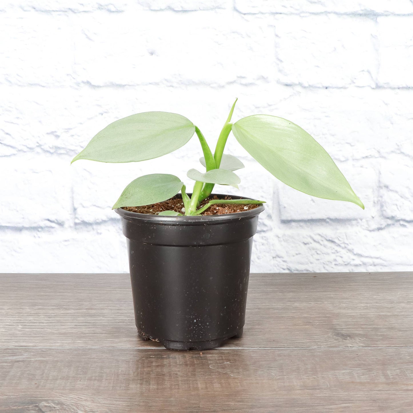 Silver Sword Philodendron - 4" Live Plant