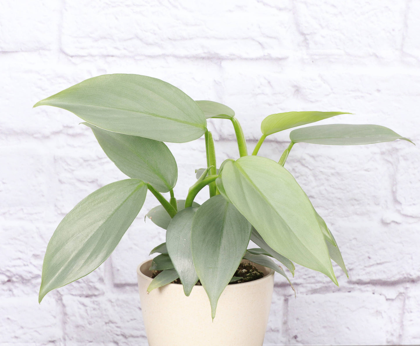 Silver Sword Philodendron - 4" Live Plant