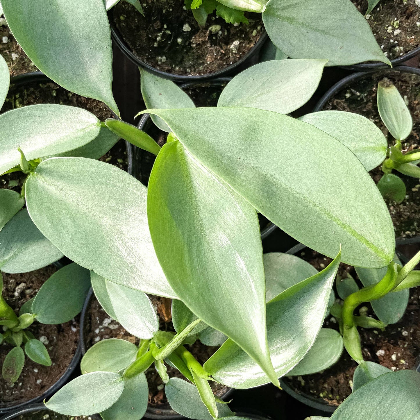 Silver Sword Philodendron - 4" Live Plant