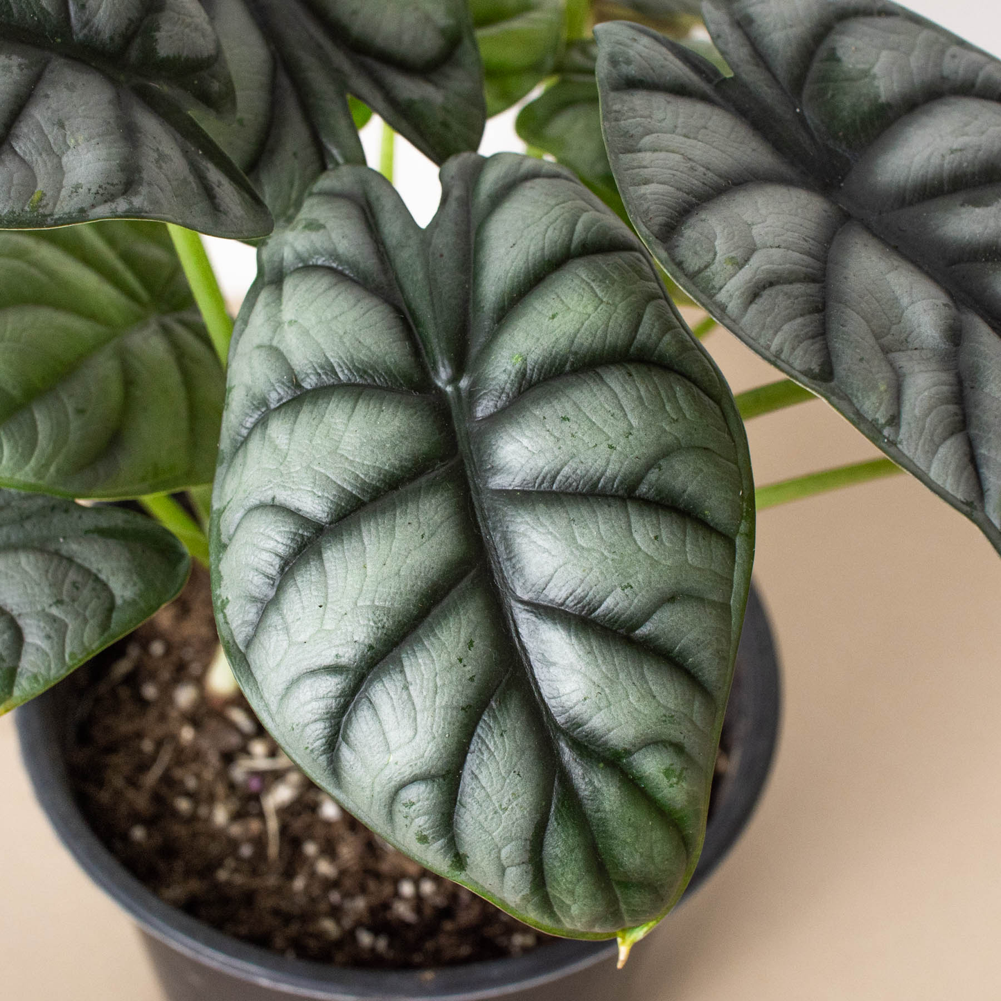Alocasia 'Silver Dragon' - 4" Pot