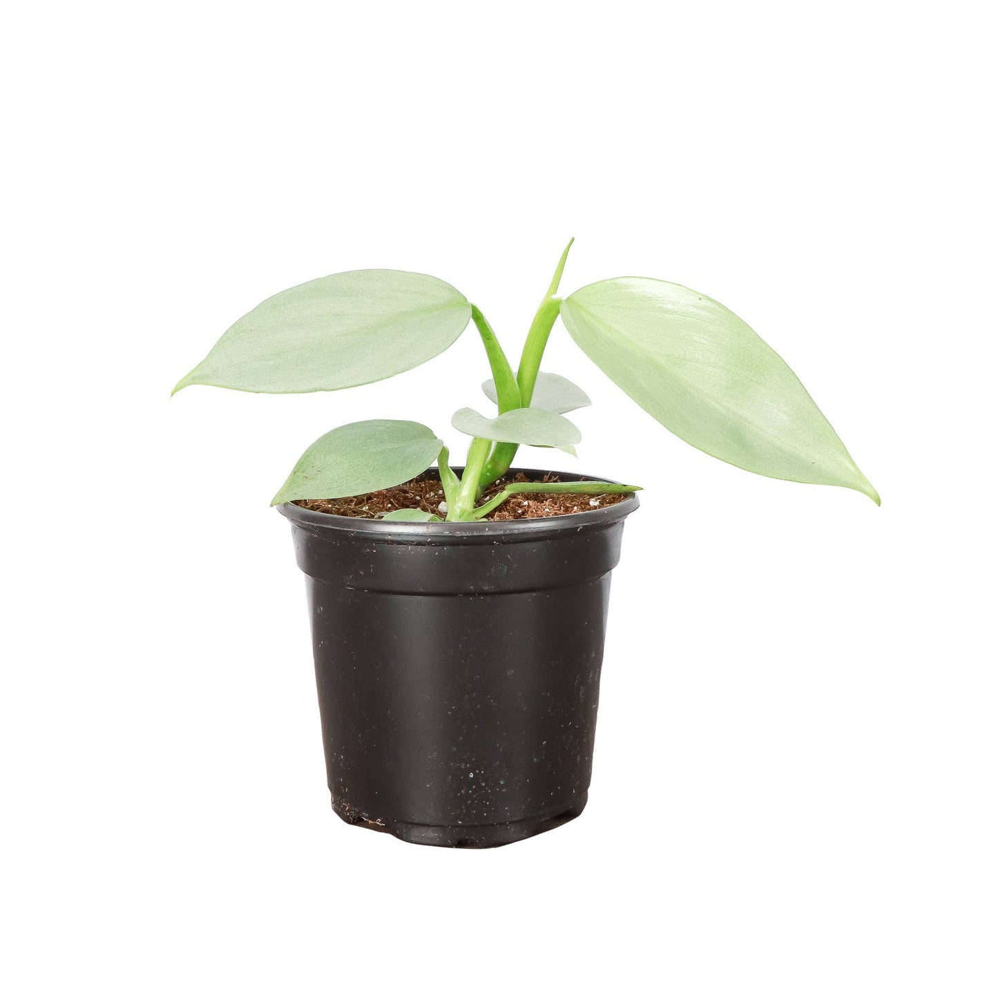 Silver Sword Philodendron - 4" Live Plant