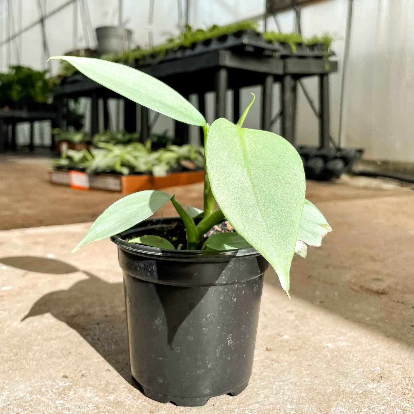 Silver Sword Philodendron - 4" Live Plant