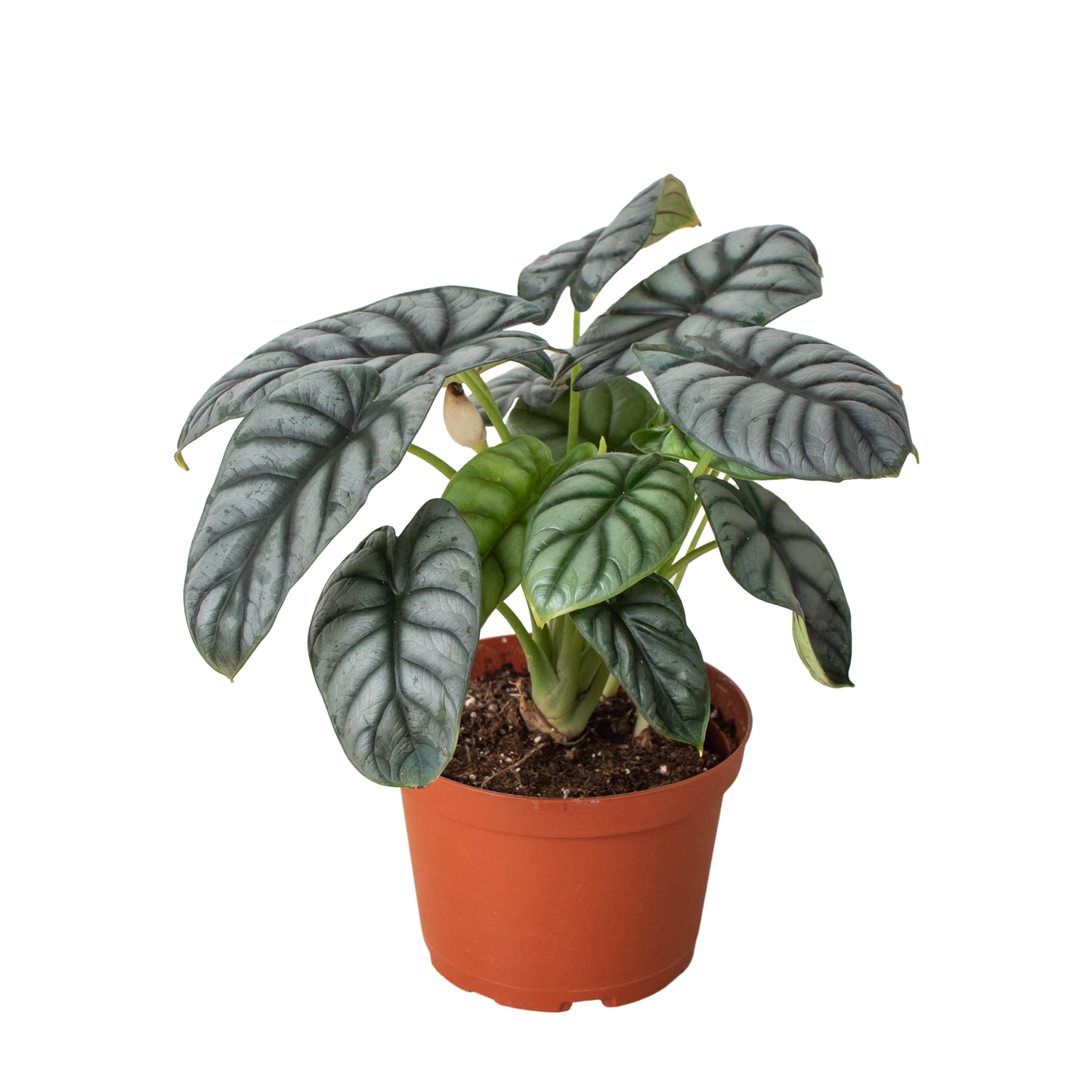 Alocasia 'Silver Dragon' - 4" Pot