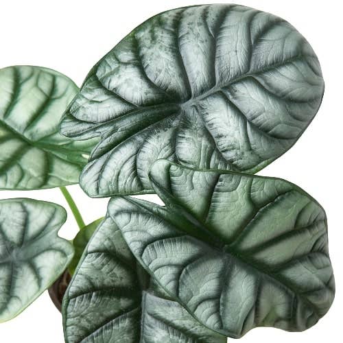 Alocasia 'Silver Dragon' - 4" Pot