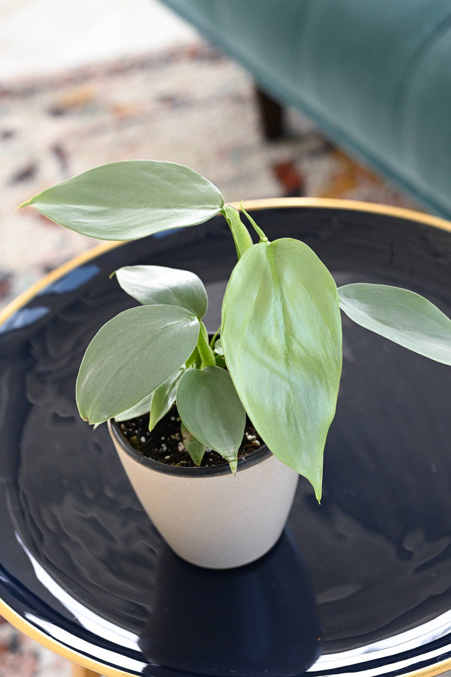 Silver Sword Philodendron - 4" Live Plant