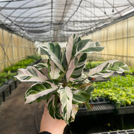 Calathea 'Stella' - Live Plant