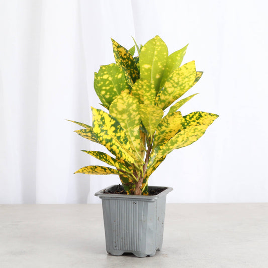 Gold Dust Croton - 3" Live Plant