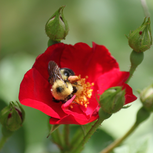 Solid Perfume - Earth Lover - Handmade with Beeswax