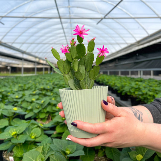Spring Easter Cactus - Live Plant - Assorted Color