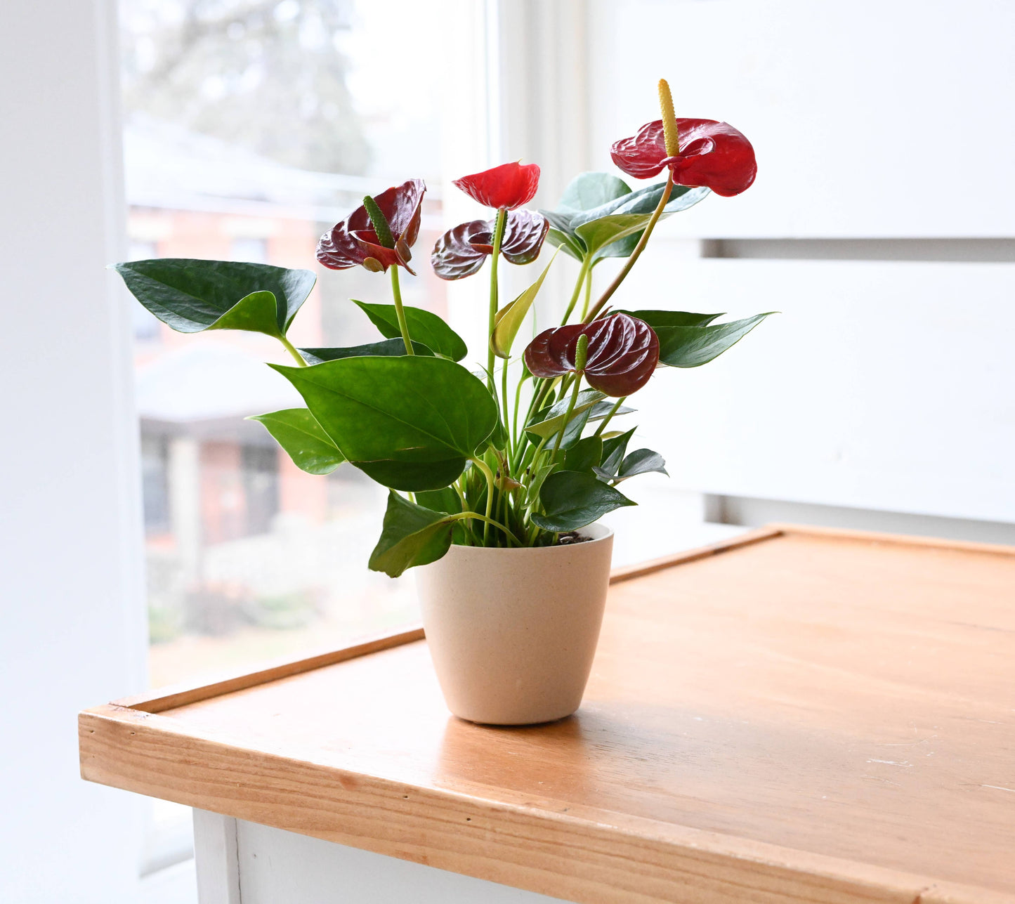 4" Decorative Biodegradable Pot for Plants