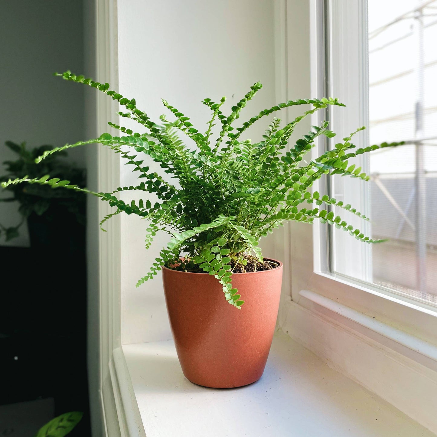 4" Decorative Biodegradable Pot for Plants