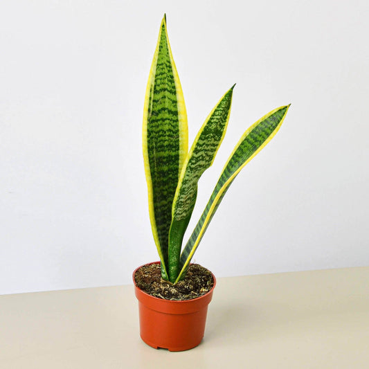 SNAKE PLANT LAURENTII  3-inch