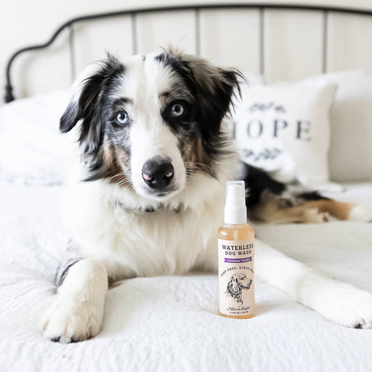 Lavender Vanilla Waterless Dog Wash