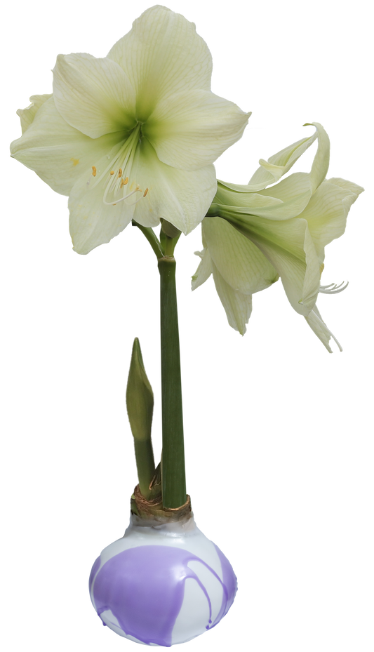 Luna Flower With Lilac Splatter Wax Base 36+ 18 Bulbs/Crate